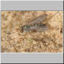 Dolichopus sp - Langbeinfliege 03a 5mm.jpg